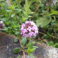 배영희(Julia)콜로플라스트