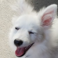 Dev D'L