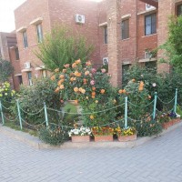 Seema Husain