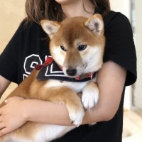 王楚儿