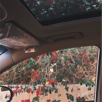 نوف طلال الشمري