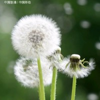 赵顺利
