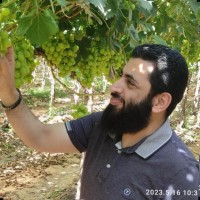 Mohammad Shalaby