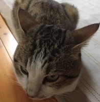 Rie Sasano-Hato