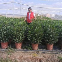 Ximo Clemente Arnandis