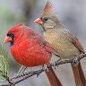 Karla Bird