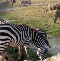 discover africa