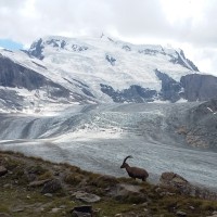 Viellard Laurent