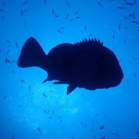 Francois Horreard