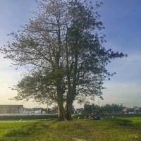 Đức Nguyễn
