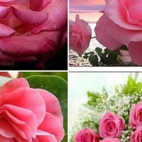 Mayssa Aref