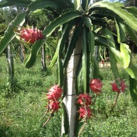吕玉花