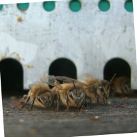 Bénédicte Bourgeois