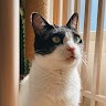 王冠樺