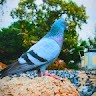 Venu Maduri