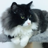 王苏建