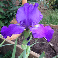 Brandi Buckner