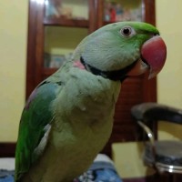 Soma Chatterjee
