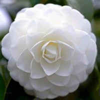 Neslihan Dizibüyük