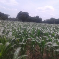 Sankon Organic Farming