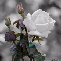royal rose