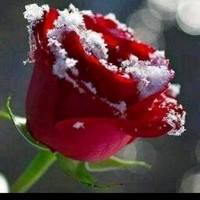 القلب الحزين