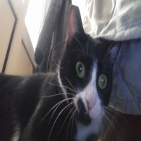 Maximos Christodoulou