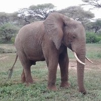 William Mbunjiro