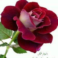 Tariq Shahzad