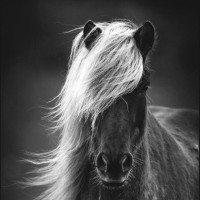 Jackie Darner