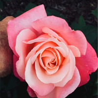 Janice Zipp Cannizzaro