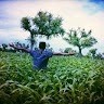 Vimu Sain