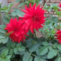 刘月芬