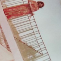 Jaishree Devi