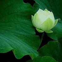 Buakao Witthayanakorn