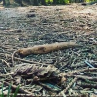 Veiny Stick