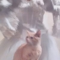 Yasmin Puente Duarte