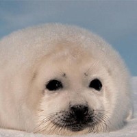 宣鹏操