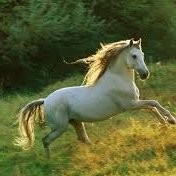 Charlie The Horse