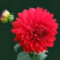 Swabir Mv