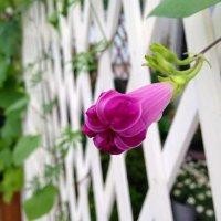 游秋玲