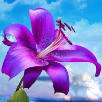 Srikanth Radder