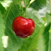 Kurdwan Hedayatipour