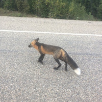 Fox White