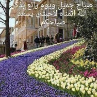 Mohammed Gamal