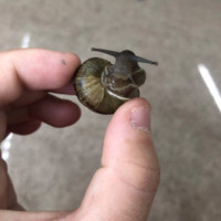 王心语