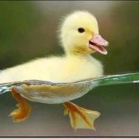 Mara Brasola ( brasola