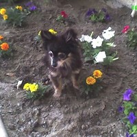 Thomas Curtis Puckett 858-254-2220