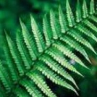 Amplifying Women's Voices