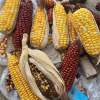 Mario José Rodríguez Martínez